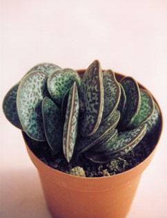 Succulente